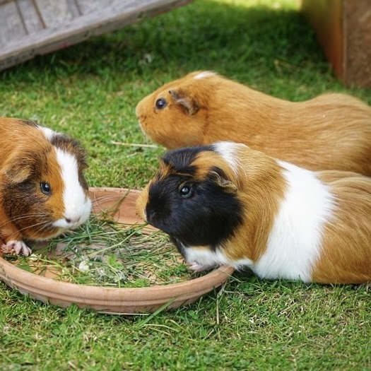 drei-meerschweinchen